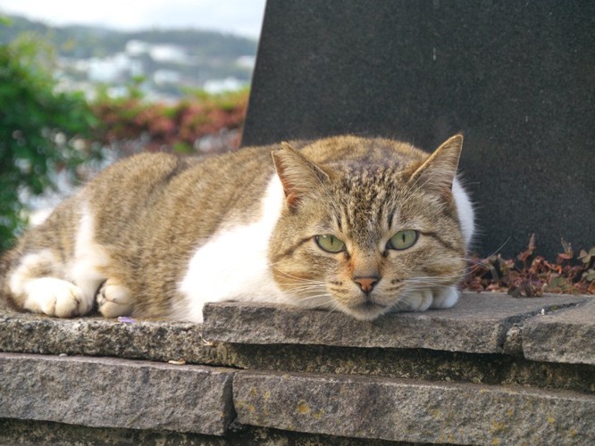 地域猫