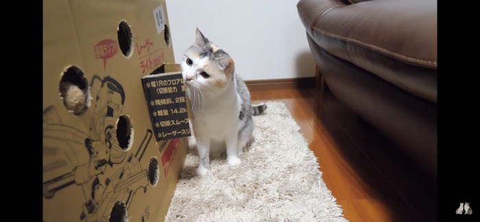 ダンボールのにおいを嗅ぐ猫