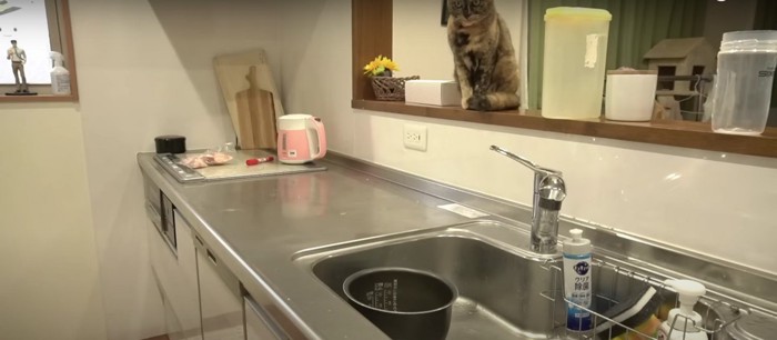 台所のカウンターの上にいる猫
