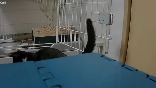 物影から見え隠れする猫