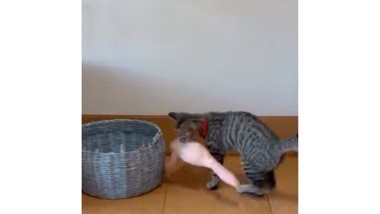 猫とおもちゃ