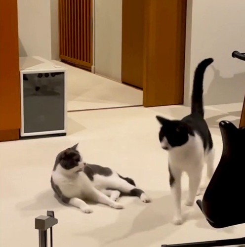 辺りを見まわしながらその場を離れる兄猫
