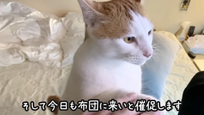 椅子に手をかける猫