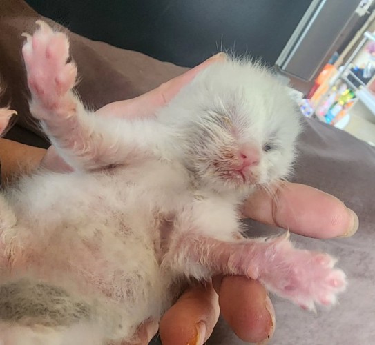 目が開いていない子猫