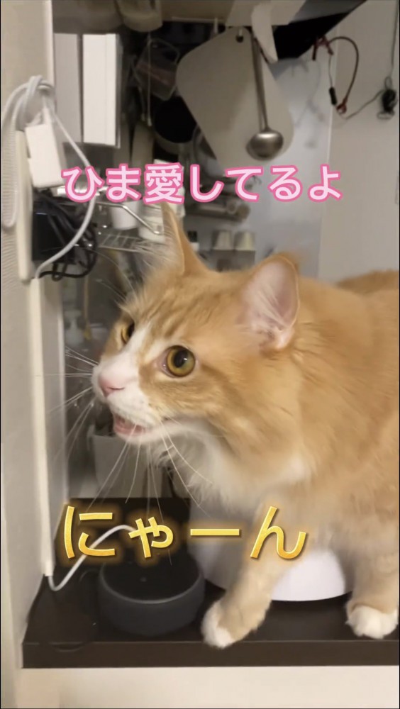 縁に立つ猫