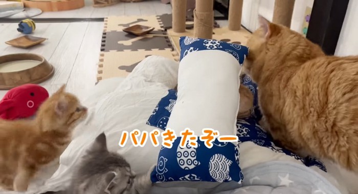 猫の親子