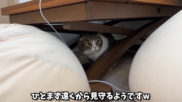 隠れる猫