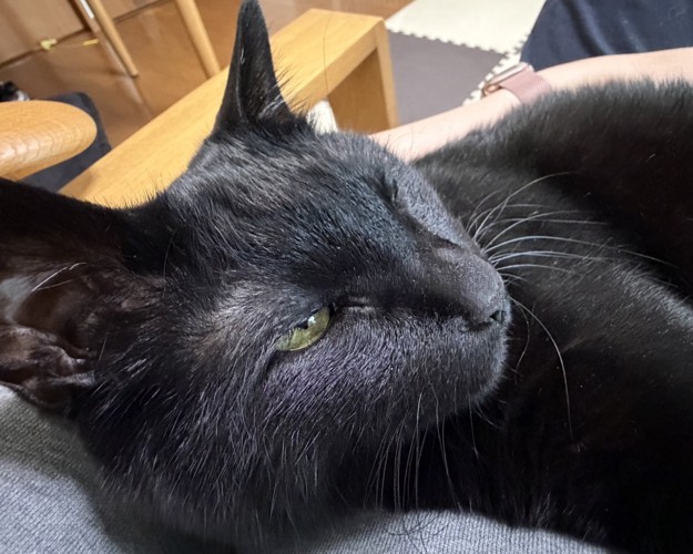 飼い主の膝の上で気持ちよさそうな表情を浮かべる黒猫