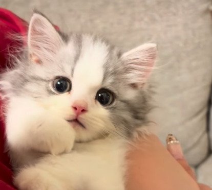 飼い主さんに抱っこされるてん君