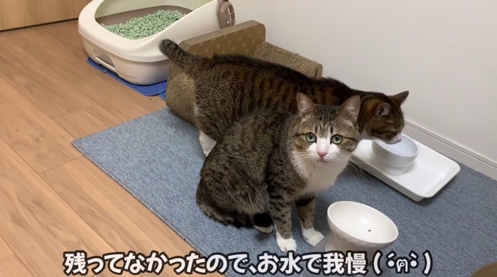 寄り添う猫