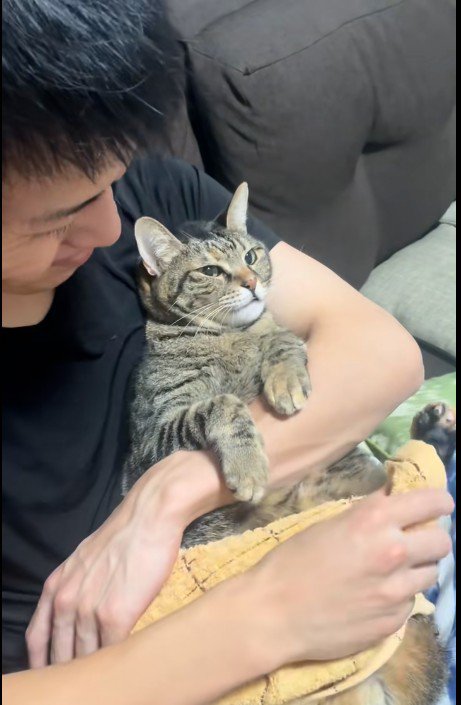 人に抱かれている猫