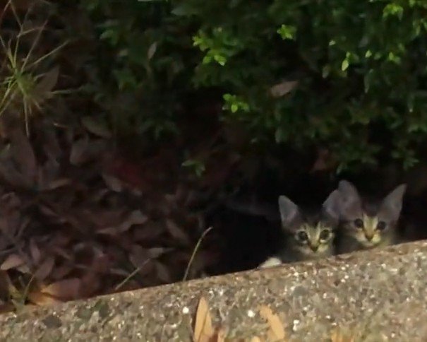 顔を出す2匹の子猫