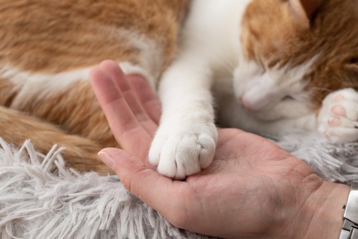 触れ合う猫と人