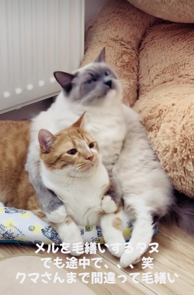 マンチカンをバックハグするラグドール