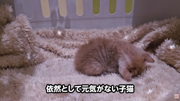 テロップ「依然として元気がない子猫」