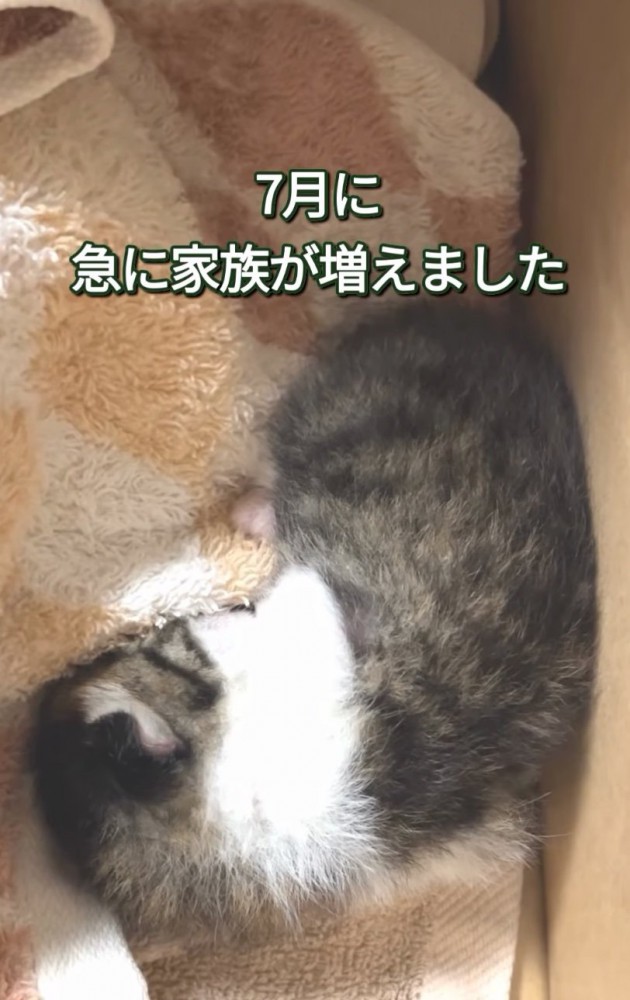 段ボールの中で眠る赤ちゃん猫