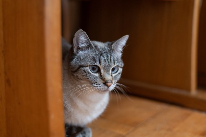 椅子の下の猫 シャムトラ猫