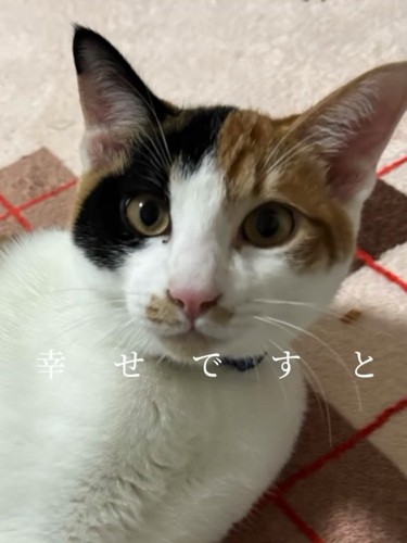 横になってカメラを見る子猫