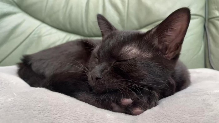 寝ている猫