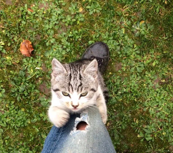 懸命に足にしがみつく仔猫