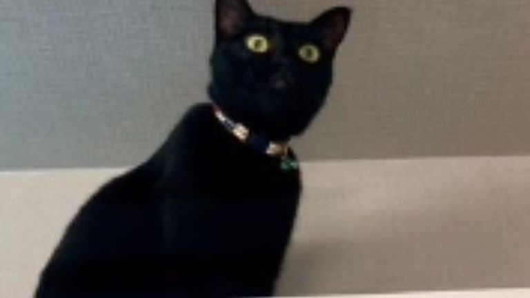 室内にいる猫