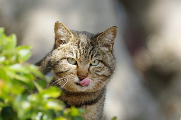 舌を出す猫