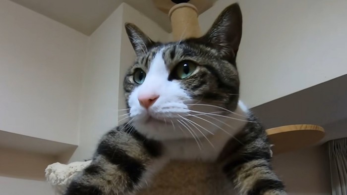 猫の顔のアップ