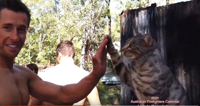 男性にハイタッチする猫