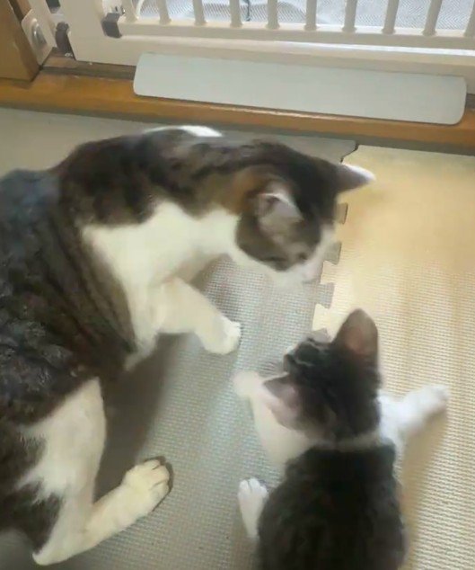 かがむ先住猫と立ち上がる子猫