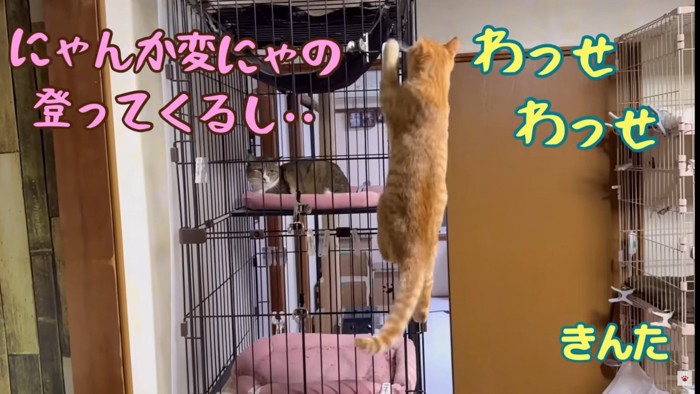 きのこの周りで自由な猫たち1