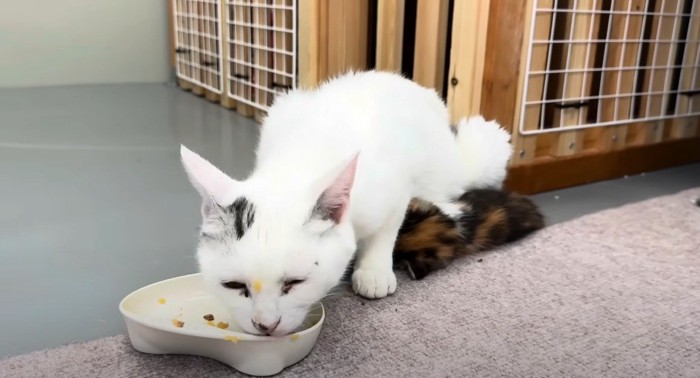 ご飯を食べる猫とおなかの下に潜る子猫