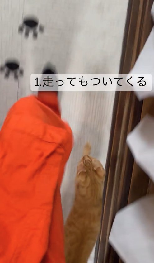 スタッフの横をついて走る茶トラ