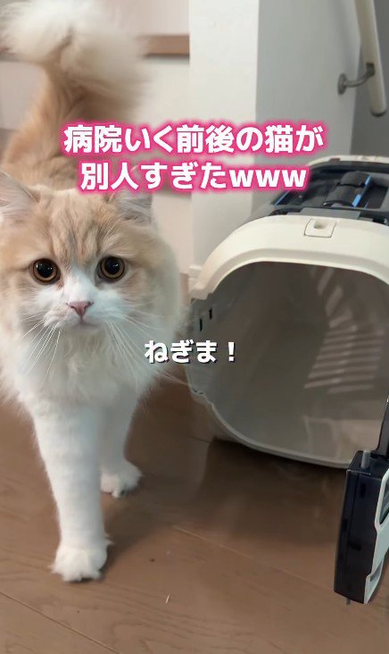 キャリーケースと猫