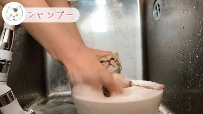 お風呂に入る子猫