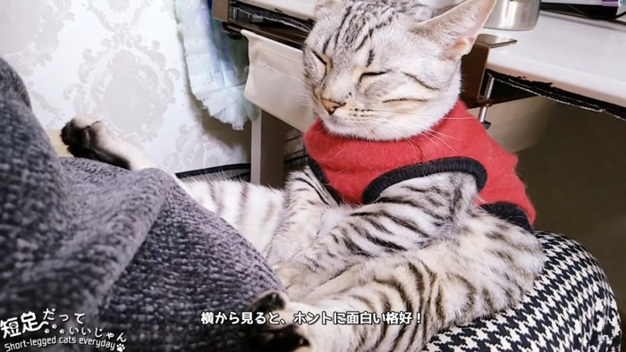 スコ座りで寝る猫