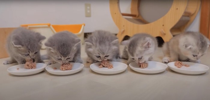 横一列に並んでご飯を食べている5匹の子猫