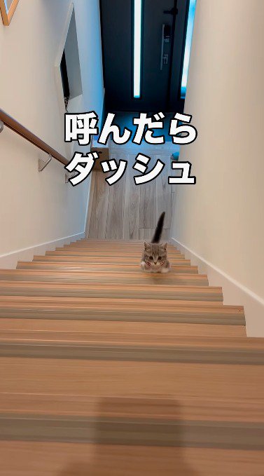 階段を駆け上がる子猫