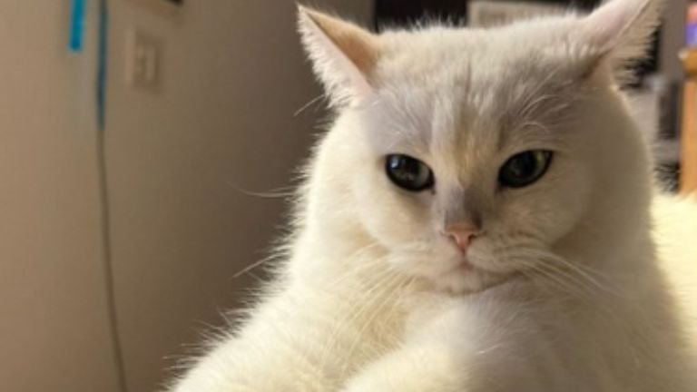 室内にいる猫