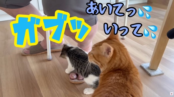 テロップ「ガブッ」