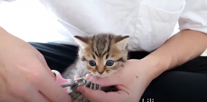 飼い主の腕に抱かれて正面を見る茶トラの子猫