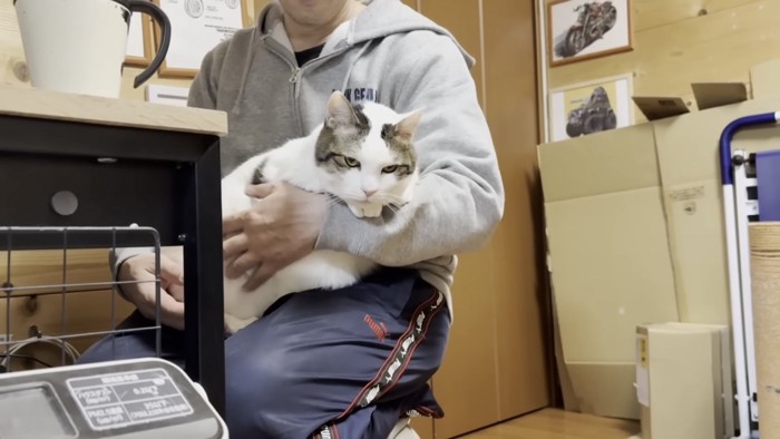 膝の上でくつろぐ猫の写真1