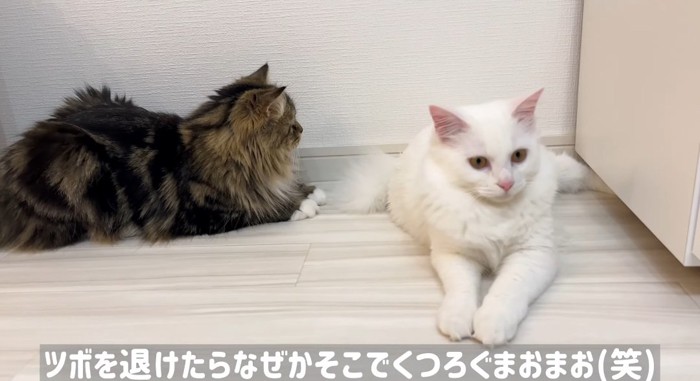 リラックスする猫