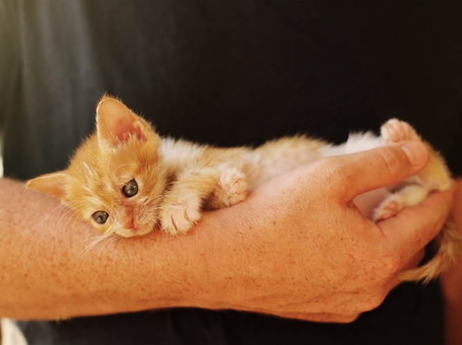 掌の上の子猫