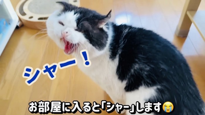 ママを威嚇する白黒猫