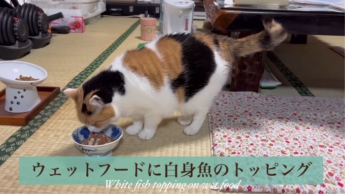 ウエットフードを食べる三毛猫