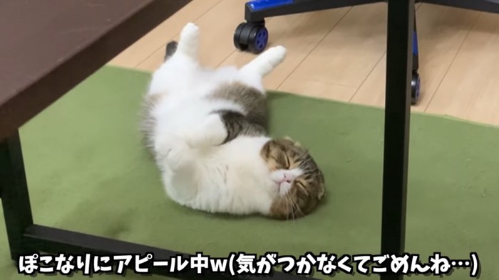 仰向けで寝る猫