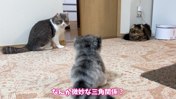 落ち着く猫たち