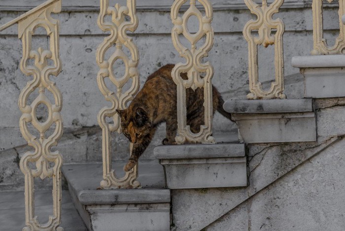 イスタンブールの町にたたずむ猫