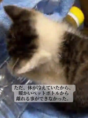 ペットボトルにくっつく子猫の背中
