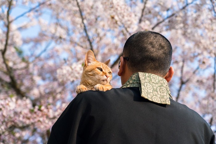 お坊さんと猫
